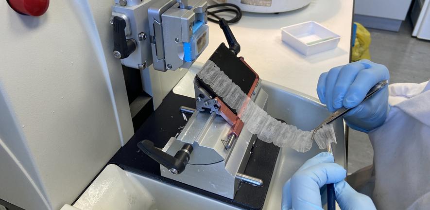 Histology and Imaging Analysis Services