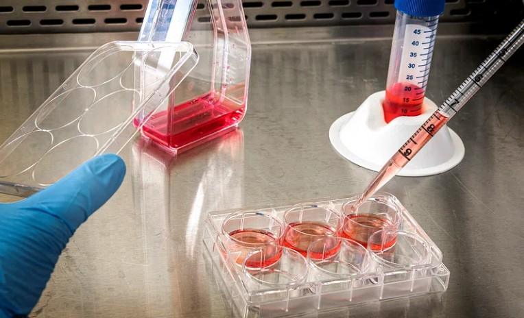 Six-well plate containing growth media used for biofilm formation and antimicrobial resistance studies under controlled laboratory conditions