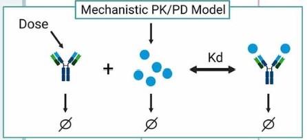 Quantitative Systems Pharmacology (QSP) & Mechanistic Modeling