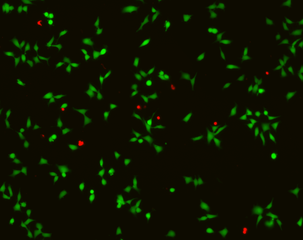 Biocompatibility and cytotoxicity testing using fluorescent cell imaging for ISO 10993 evaluations.