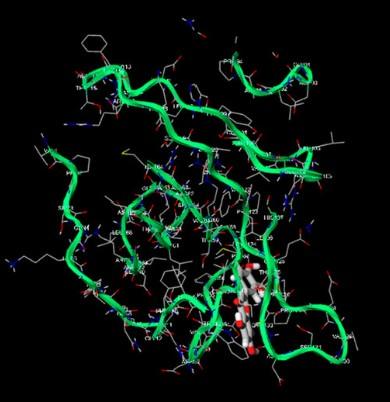Molecular docking models