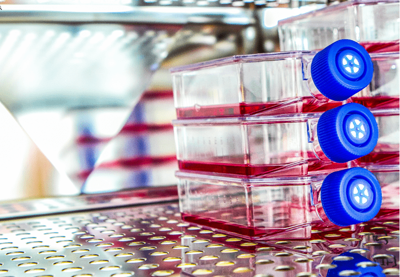 Tissue culture preparation in culture flasks