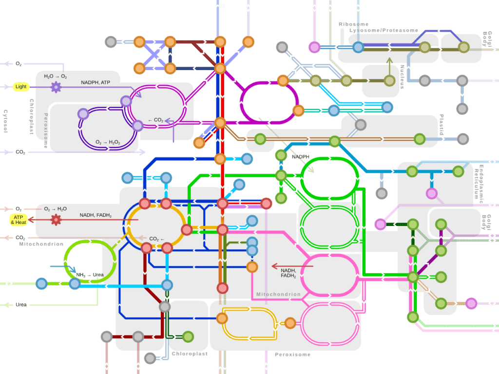 Quantitative Systems Pharmacology (QSP) & Mechanistic Modeling