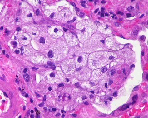 Histology & Staining Services for High-magnification microscopic view of tissue showing detailed cellular features.