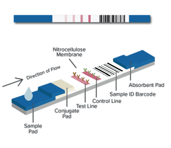 Rapid Diagnostic & Screening Assays