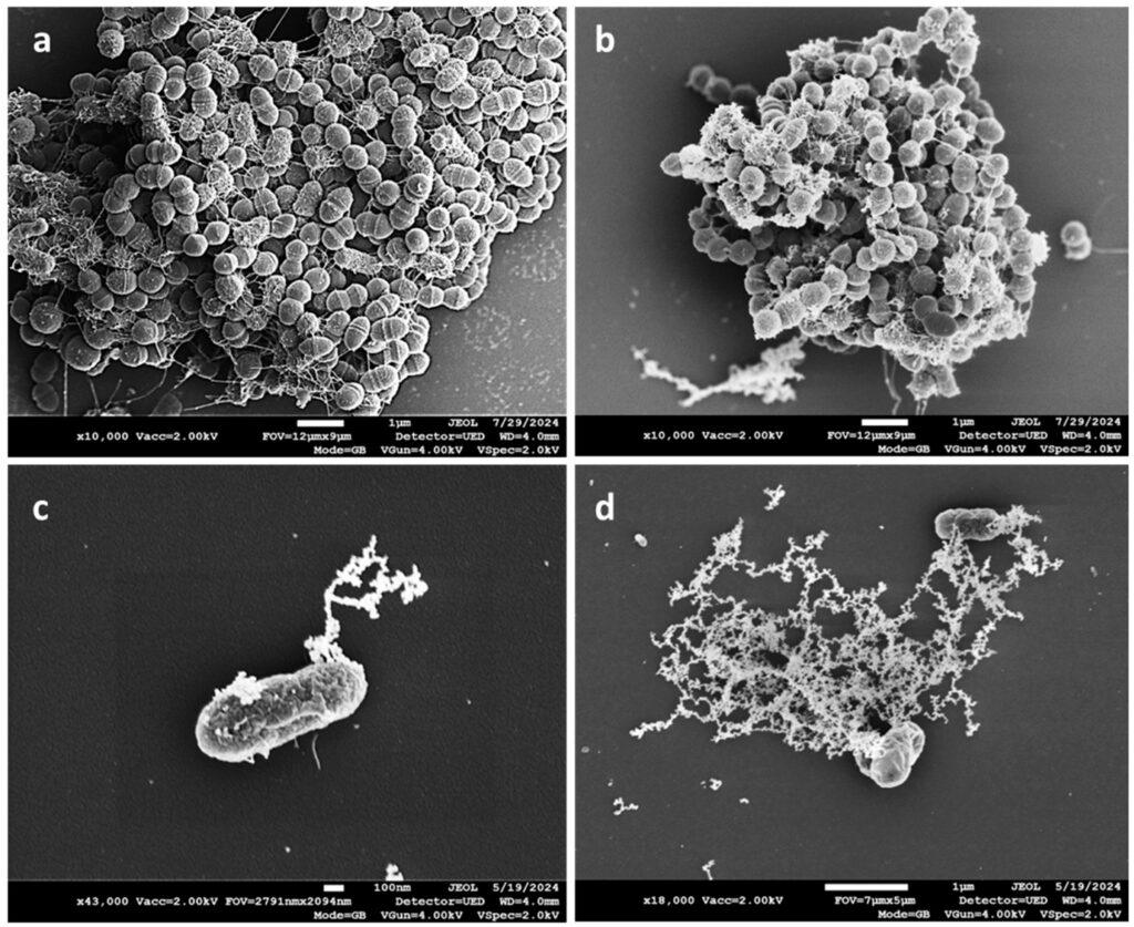 Biofilm Imaging & Structural Characterization