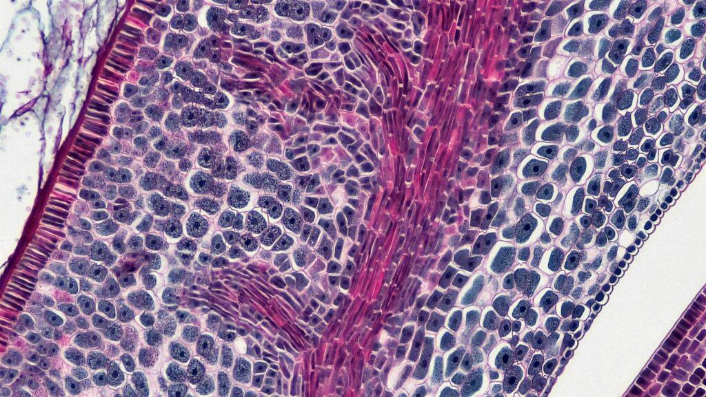 Biomaterial–Tissue Interaction Studies