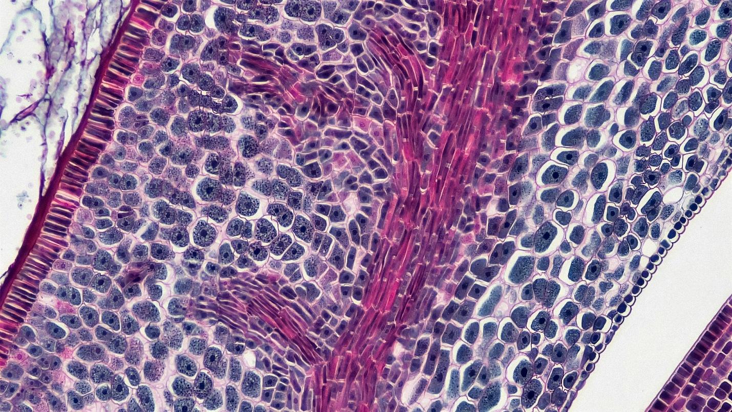 Biomaterial–Tissue Interaction Studies